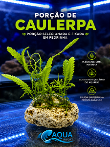 Porção de Algas Caulerpa