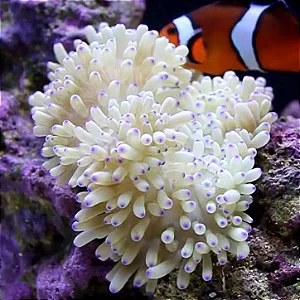 Sebae Anemone Yellow Pink Tips