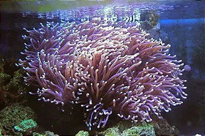 Magnificient Anemone (G)