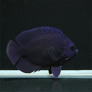 Midnight Angelfish