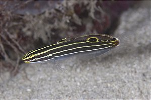Hector Goby