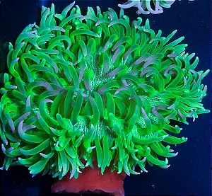 Long Tentacle anemone GREEN