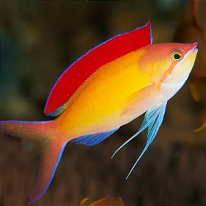 Anthias Dispar
