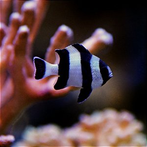 4 Stripe Damsel