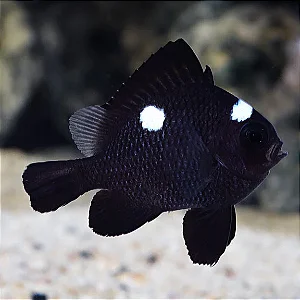 Domino Damsel