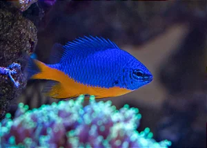 Kupang Damsel
