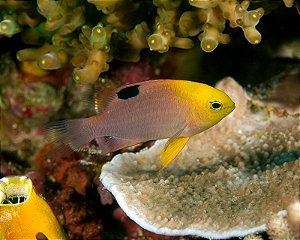 Rose Eye Spot Damsel