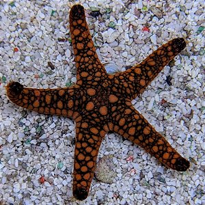 Sand Cleaner Starfish - aquaimport