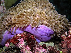 Anemona Ritteri