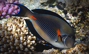 Sohal Tang (Red Sea)