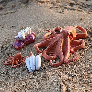 Miniaturas e flashcards Ciclo de vida peixes e outros animais aquáticos
