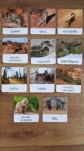 Flashcards Animais do Deserto