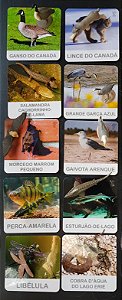 Flashcards Animais dos Grandes Lagos da América do Norte