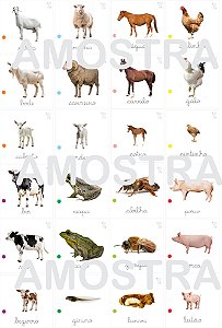 Flashcards Família dos Animais