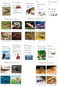 Kit flashcards e livro controle de erro Respiração dos Animais