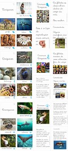 Kit flashcards e livro controle de erro Reprodução dos Animais