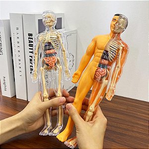 Boneco Anatômico 3D com Órgãos Removíveis - Modelo Corpo Humano