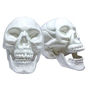 Crânio Branco com Mandíbula Flexível - Brasilflex