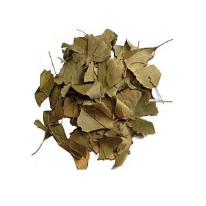 Ginkgo Biloba Folhas.