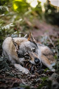 NATUKA VERGALHO BOVINO - 1 UND