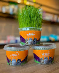 Graminha P/gatos Mister