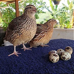 Ovos Férteis de Codorna Gigante para Incubação - 100 Ovos