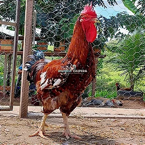 Ovos de Galinha Sertaneja Balão Gigantes - 12 Ovos + 3 de Brinde