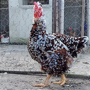 Ovos de Galinha Balão para Incubação - 30 Ovos