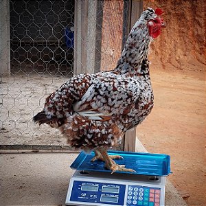 Ovos de Galinha Sertaneja Balão - 15 Ovos