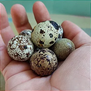 Ovos Férteis de Codorna Gigante para Incubação - 200 Ovos