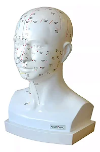 Modelo Acupuntura da Cabeça