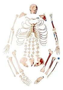Esqueleto Tamanho Natural, Desarticulado, com Origem e Inserção Muscular