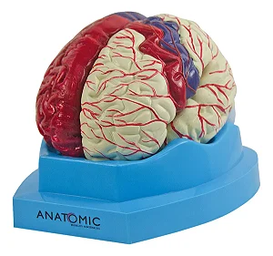 Cérebro com regiões Neuro-Funcionais, em 8 Partes