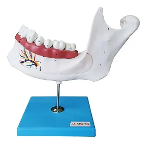 Anatomia do Dente e Mandíbula Inferior de um Jovem (18 anos), em 6 Partes