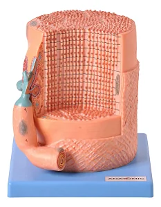 Fibra Muscular Ampliada