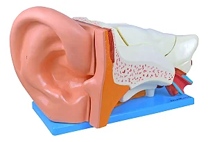Ouvido Ampliado em 6 Partes