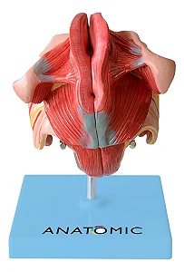 Órgão Genital Feminino, em 4 Partes