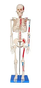 Esqueleto de 85 cm, Articulado, com Inserções Musculares, c/Base