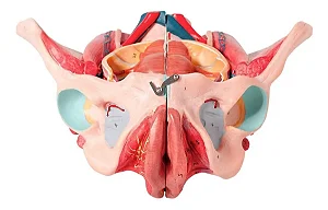 Pelve Feminina Clássica com Músculos e Orgão Genital, em 4 Partes