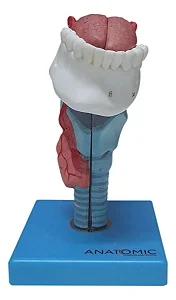 Laringe com Língua e Dentes, em 5 Partes