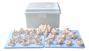 Coluna Vertebral Desarticulada