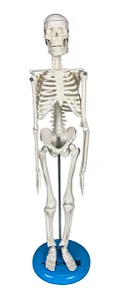 Esqueleto de 45 cm