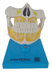 Dentição Adulta