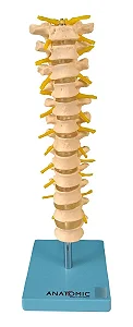 Coluna Vertebral Torácica