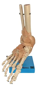 Articulação do Pé com Ligamentos