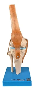 Articulação do Joelho, com Ligamentos