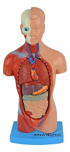 Torso de 28cm, Assexuado, em 15 Partes