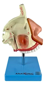 Nariz com Arcada Dentária Superior