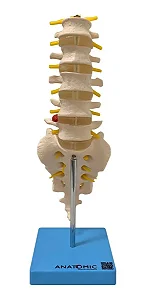 Coluna Vertebral Lombar
