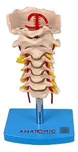Coluna Vertebral Cervical